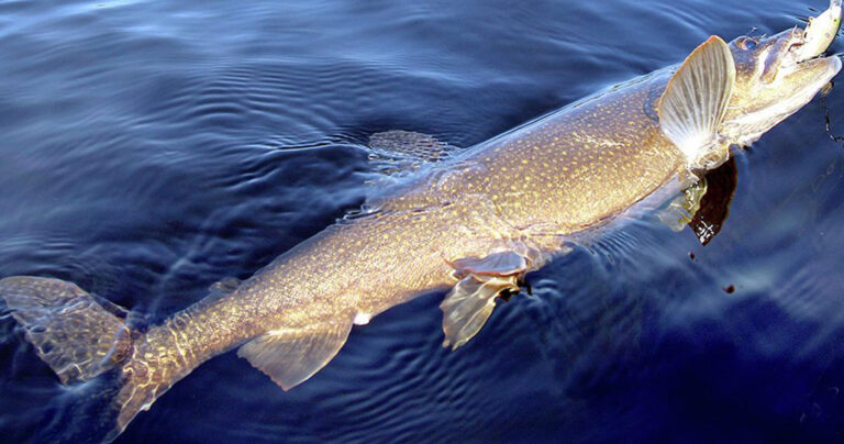 Fishing 2