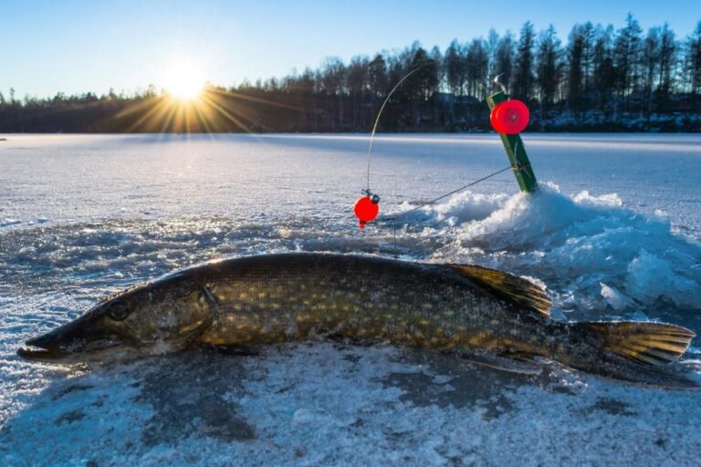 Ice Fishing Leech 1024x683 1 2